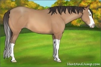 Horse Color:Amber Champagne Splash 