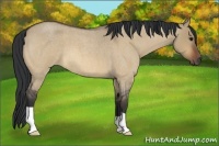 Horse Color:Bay Roan Dun