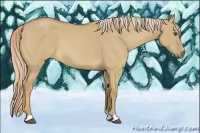 Horse Color:Palomino Roan Dun 