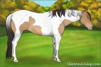 Horse Color:Amber Champagne Roan Tobiano 