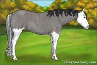 Horse Color:Grullo Roan Splash 