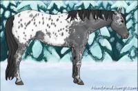 Horse Color:Black Ice Appaloosa 