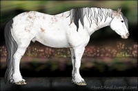 Horse Color:Bay Dun Sabino 