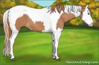 Horse Color:Chestnut Splash Tobiano