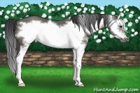 Horse Color:White Spotted Grullo Sabino Splash Frame 