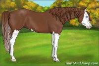 Horse Color:Chestnut Sabino Splash 