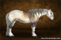 Horse Color:White Spotted Chocolate Palomino Onyx 
