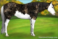 Horse Color:Bay Ice Dun Splash 
