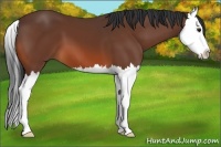 Horse Color:Bay Splash