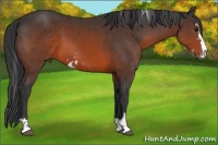 Horse Color:Brown Sabino 