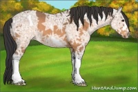 Horse Color:Buckskin Ice Roan 