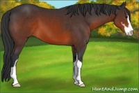 Horse Color:Brown Sabino