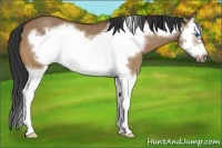 Horse Color:Bay Dun Splash Frame 