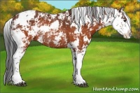 Horse Color:Brown Sabino Rabicano 