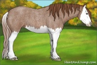 Horse Color:Red Roan Splash