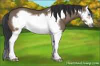 Horse Color:Brown Dun Sabino Splash Frame