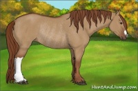 Horse Color:Red Dun Rabicano