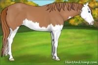 Horse Color:Chestnut Splash 