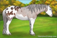 Horse Color:Bay Splash Appaloosa Rabicano 