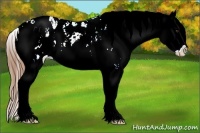 Horse Color:Chestnut Sabino Splash Appaloosa