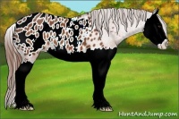 Horse Color:Chestnut Splash Appaloosa 