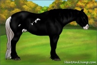 Horse Color:Liver Chestnut Appaloosa 