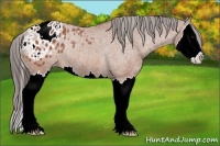 Horse Color:Bay Splash Appaloosa Rabicano 