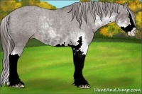 Horse Color:Liver Chestnut Sabino Splash Appaloosa Rabicano