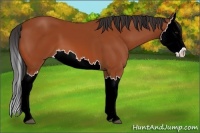 Horse Color:Bay Splash 