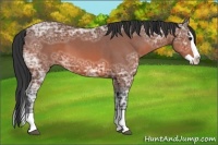 Horse Color:Bay Ice Splash