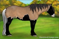Horse Color:Bay Dun Splash 