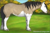 Horse Color:Bay Dun Splash