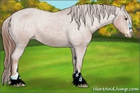 Horse Color:Chestnut Sabino Appaloosa Rabicano