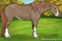 Horse Color:Liver Red Dun Sabino