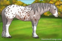 Horse Color:Bay Splash Appaloosa Rabicano