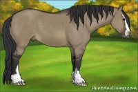 Horse Color:Brown Dun Sabino