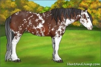 Horse Color:Bay Sabino Splash 