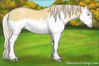 Horse Color:Gold Cream Champagne Dun Splash