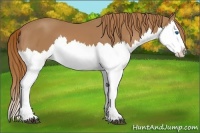 Horse Color:Chestnut Splash