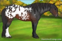 Horse Color:Brown Appaloosa