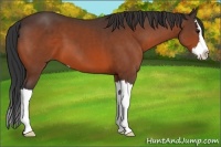 Horse Color:Bay Sabino Splash 