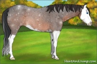 Horse Color:Brown Roan Splash