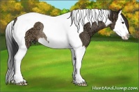 Horse Color:Brown Ice Dun Sabino Splash Tobiano Rabicano
