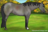 Horse Color:Grullo Rabicano 