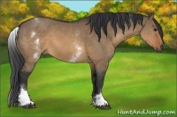 Horse Color:White Spotted Brown Dun Sabino 