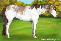 Horse Color:White Spotted Classic Champagne 