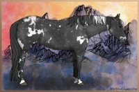 Horse Color:White Spotted Black Appaloosa