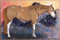 Horse Color:Chestnut Sabino