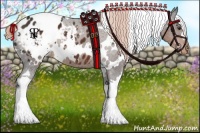 Horse Color:White Spotted Liver Chestnut Appaloosa 