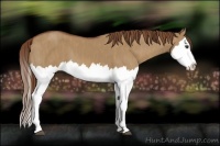 Horse Color:Red Dun Splash  Brindle